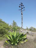 Agave salmiana