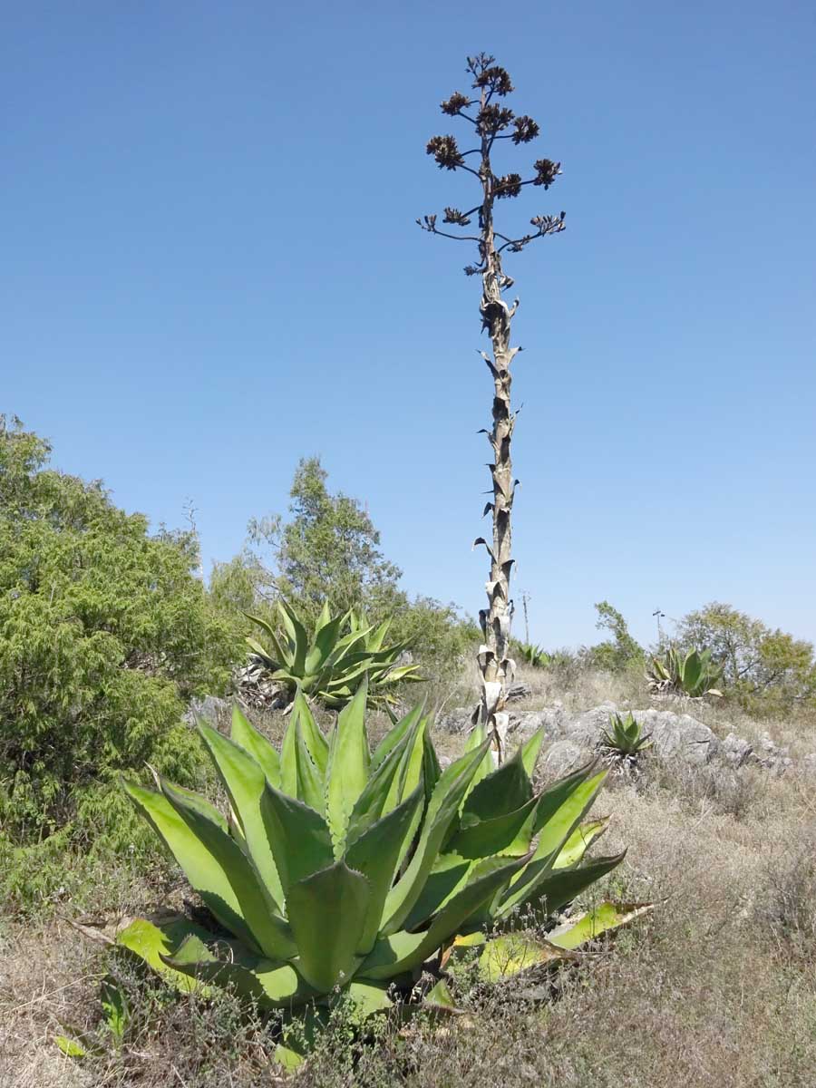 Изображение особи Agave salmiana.