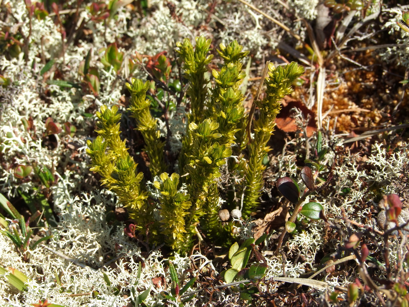 Image of Huperzia appressa specimen.