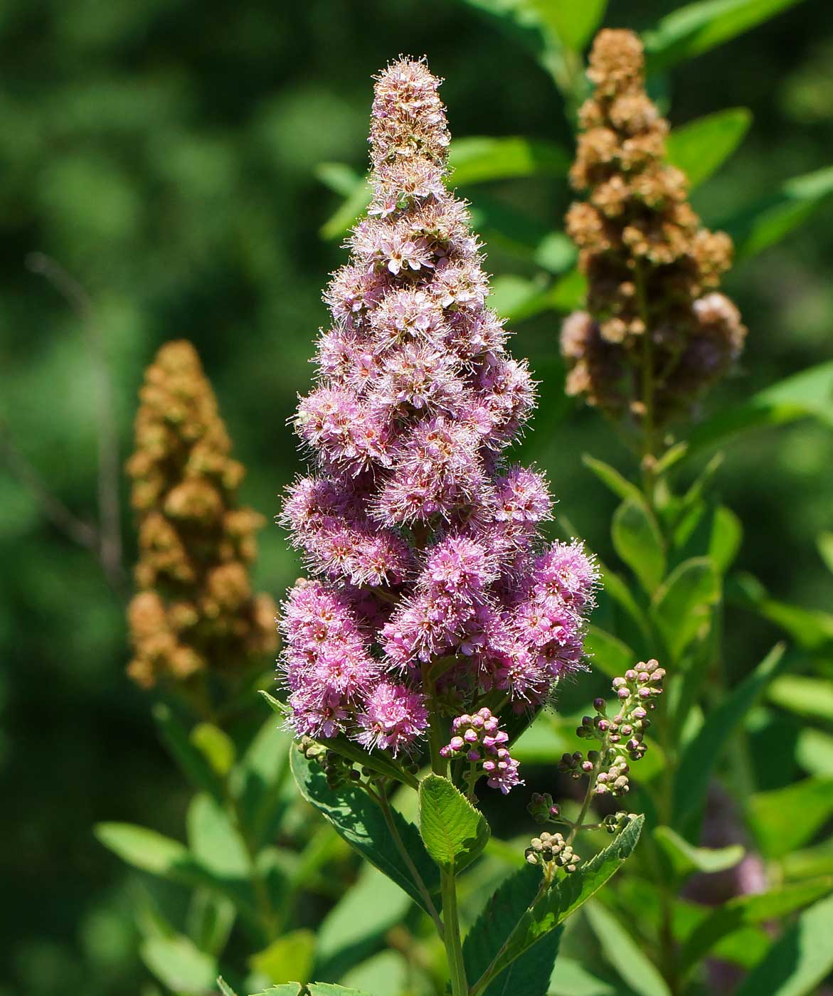 Изображение особи Spiraea &times; billardii.