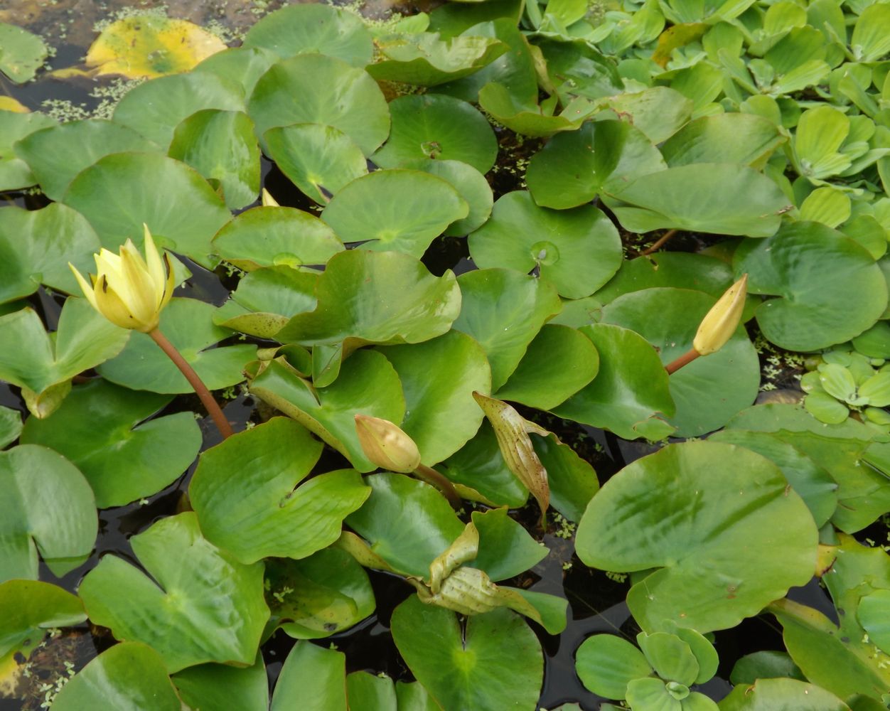 Image of Nymphaea mexicana specimen.