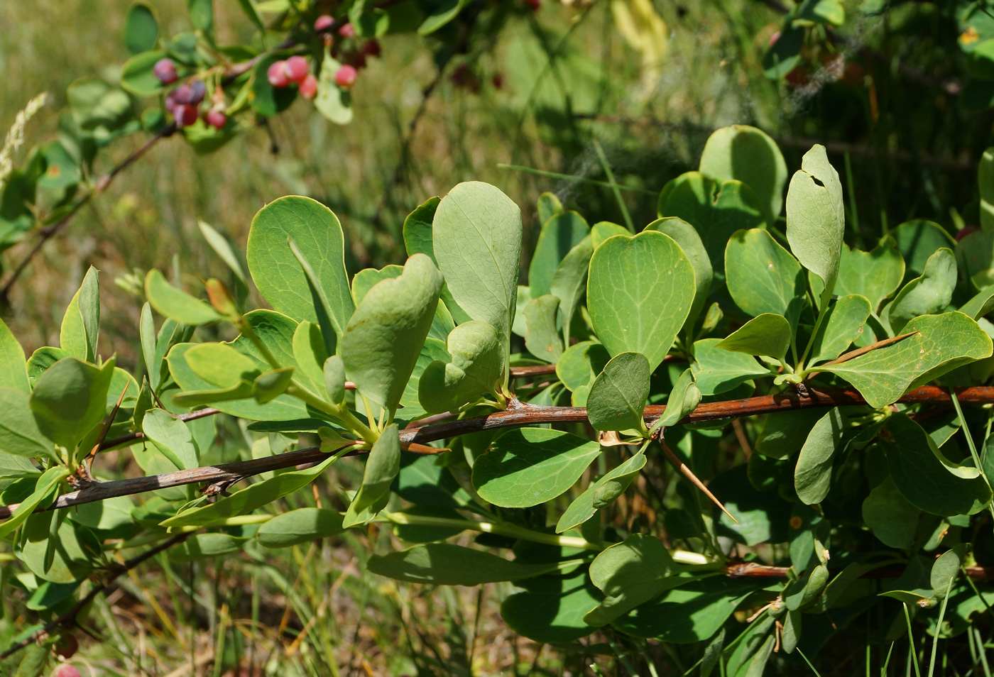 Изображение особи Berberis sphaerocarpa.