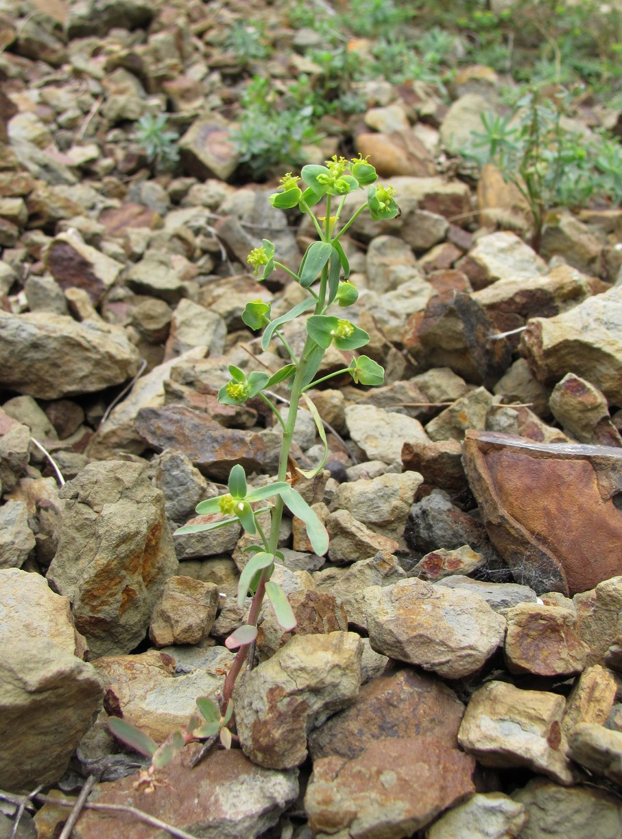 Изображение особи род Euphorbia.