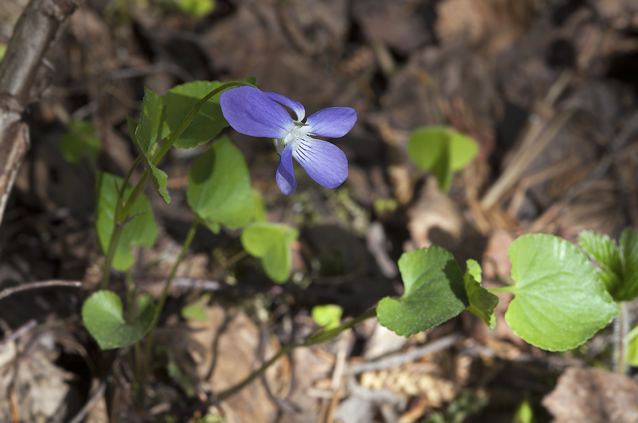 Image of Viola riviniana specimen.