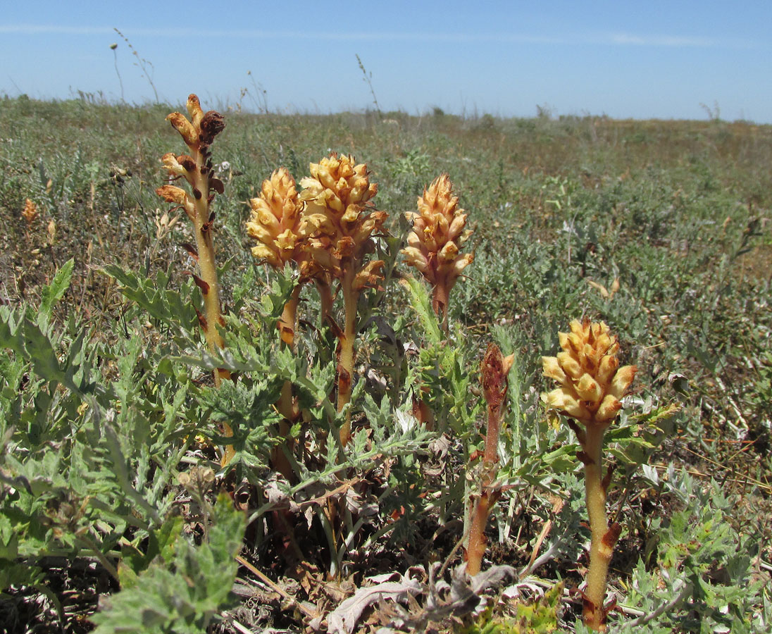 Изображение особи Orobanche centaurina.