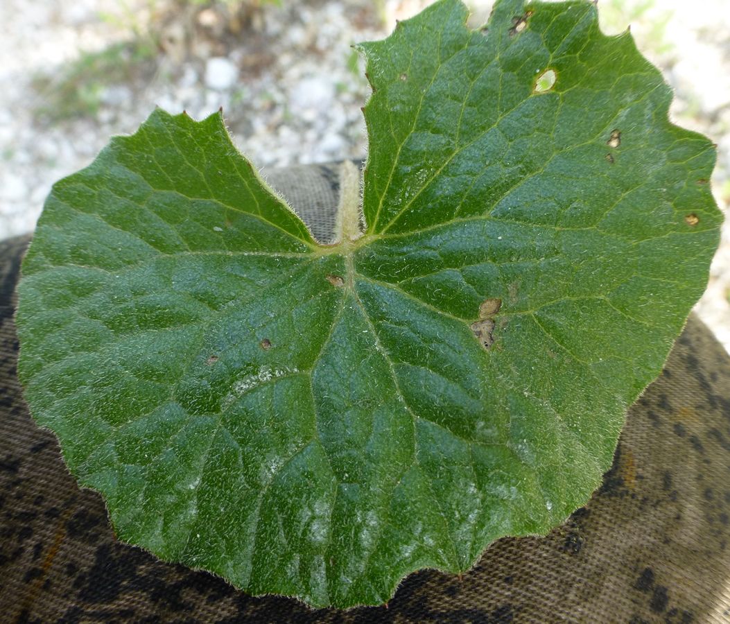 Image of Petasites rubellus specimen.