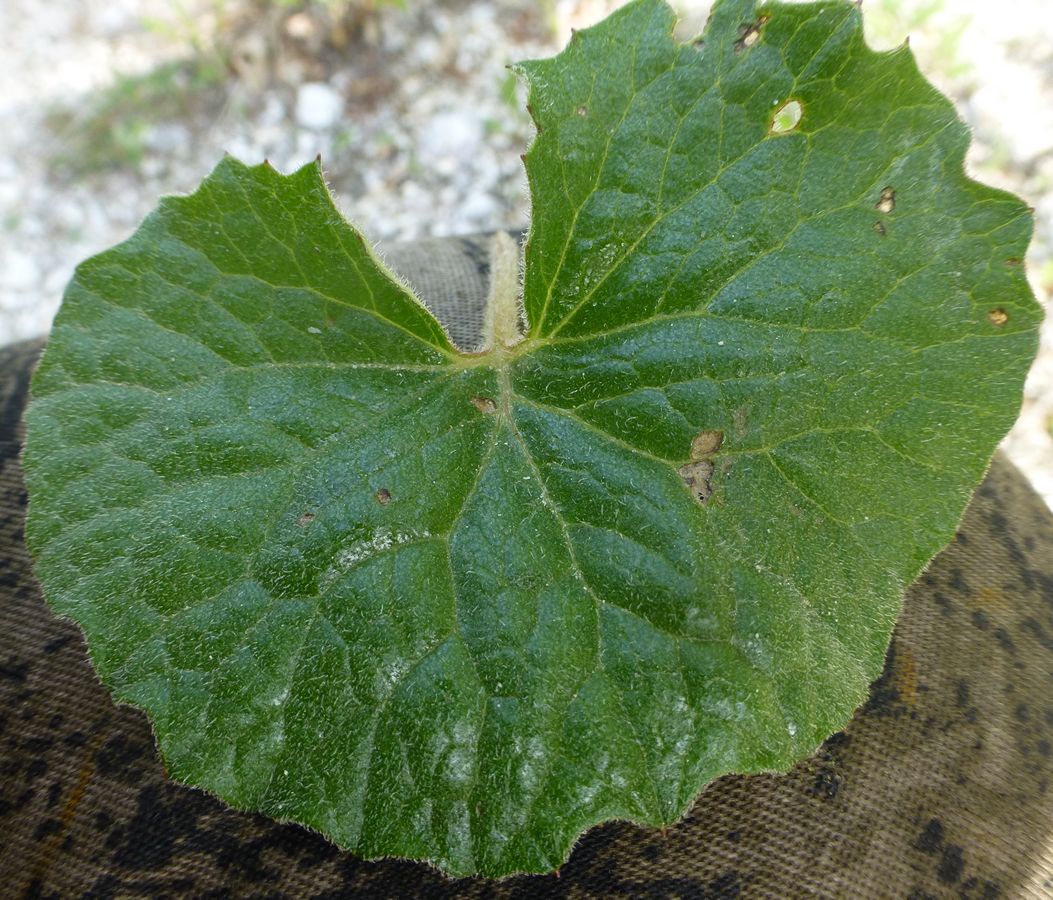 Image of Petasites rubellus specimen.