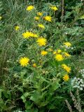Picris hieracioides