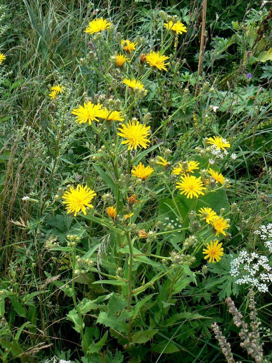 Image of Picris hieracioides specimen.