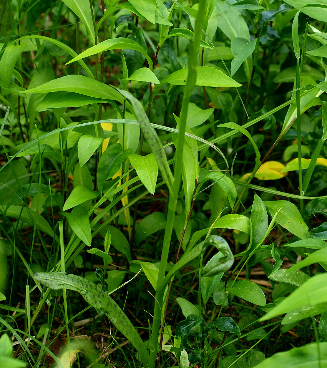 Image of Dactylorhiza baltica specimen.