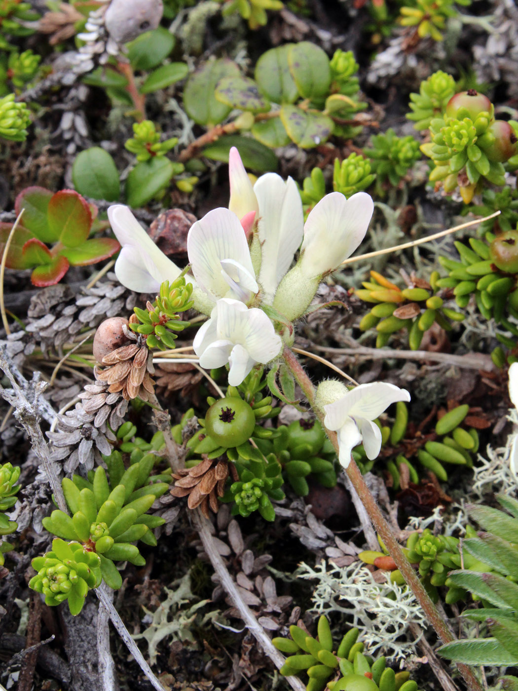 Image of Oxytropis sordida specimen.