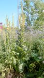 Verbascum phlomoides. Цветущее растение. Пермский край, г. Пермь, Свердловский р-н, разнотравный некошеный газон. 17.07.2018.