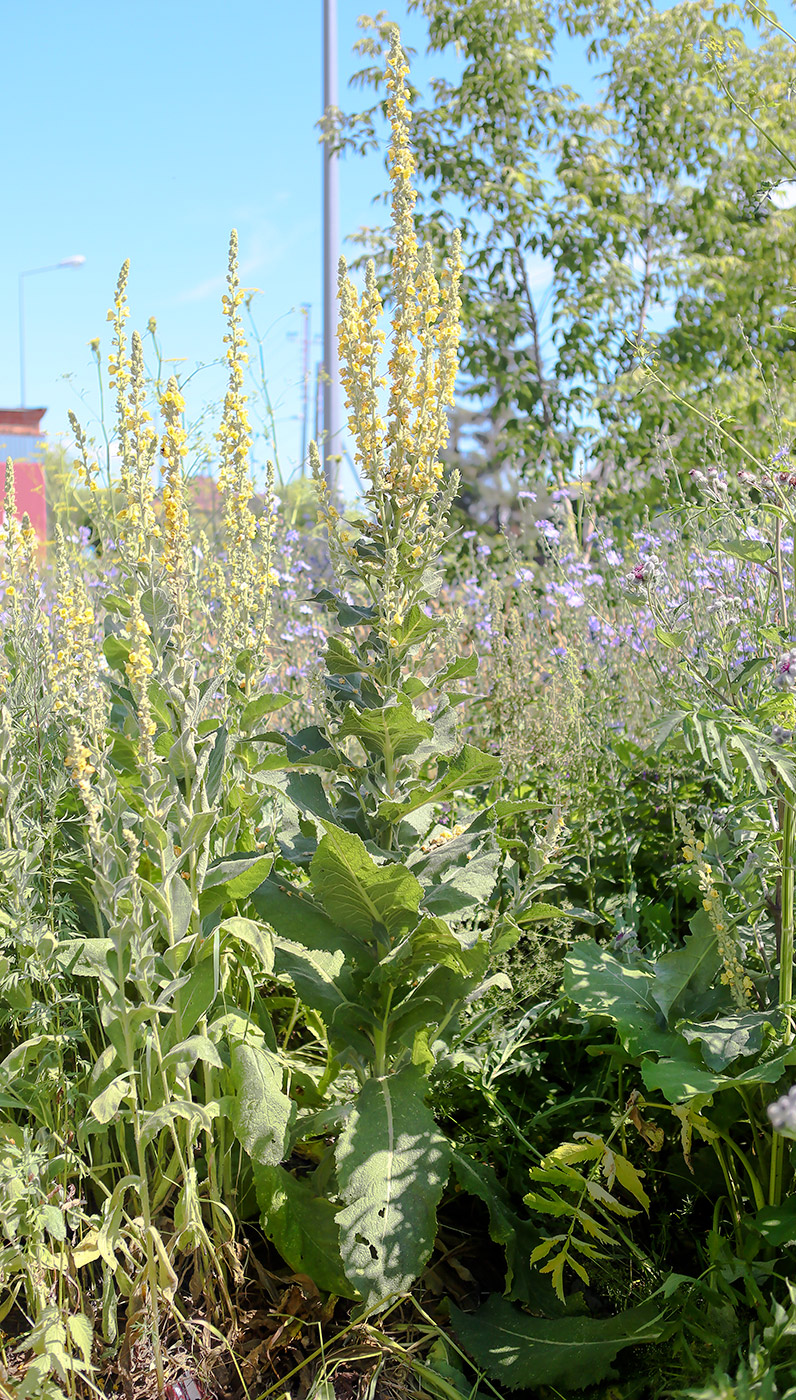 Изображение особи Verbascum phlomoides.