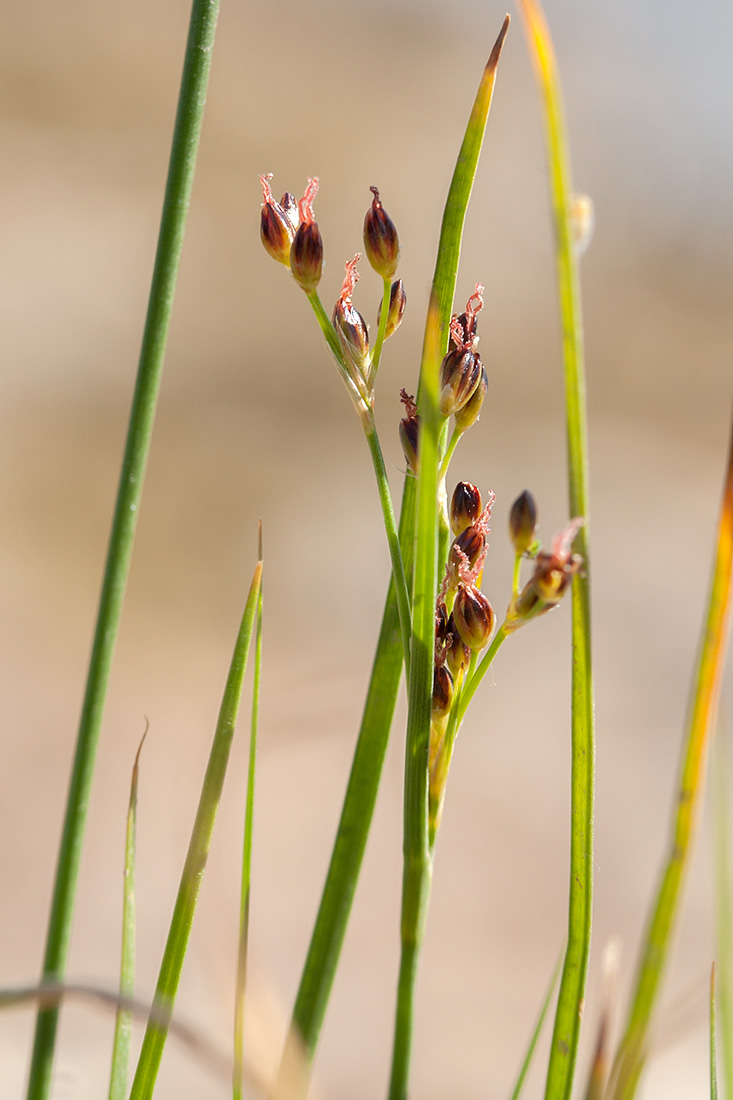 Image of Juncus compressus specimen.