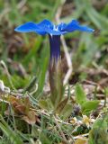 Gentiana angulosa