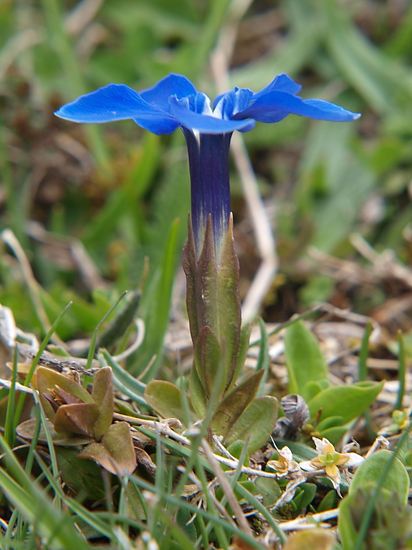 Image of Gentiana angulosa specimen.