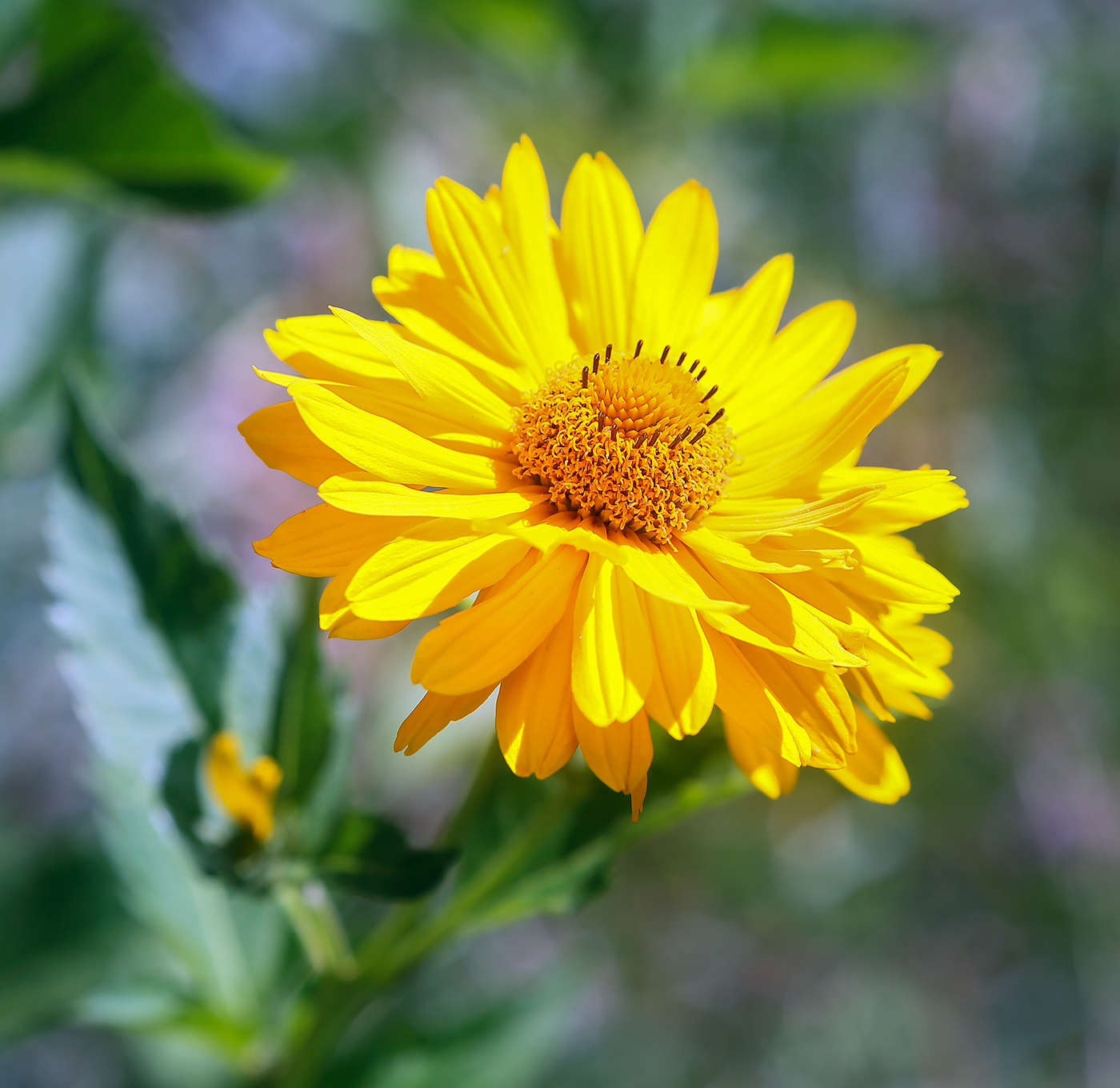 Image of Heliopsis helianthoides specimen.