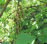 Stachyurus praecox