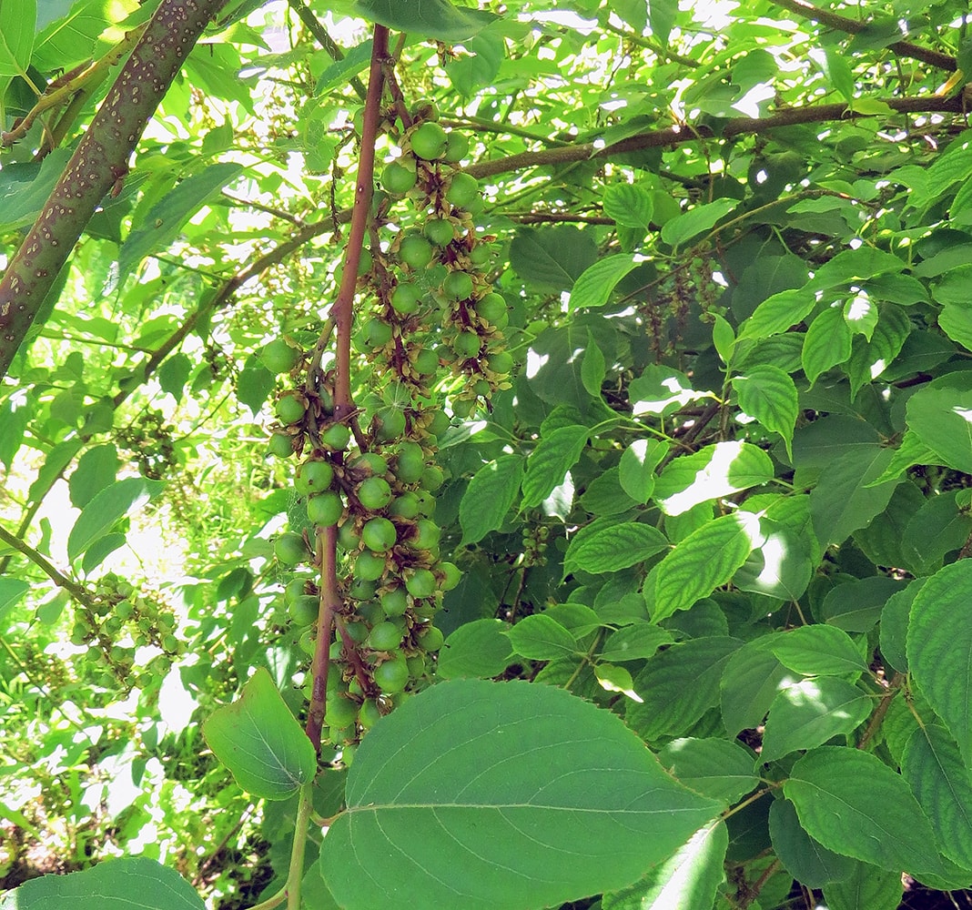 Изображение особи Stachyurus praecox.