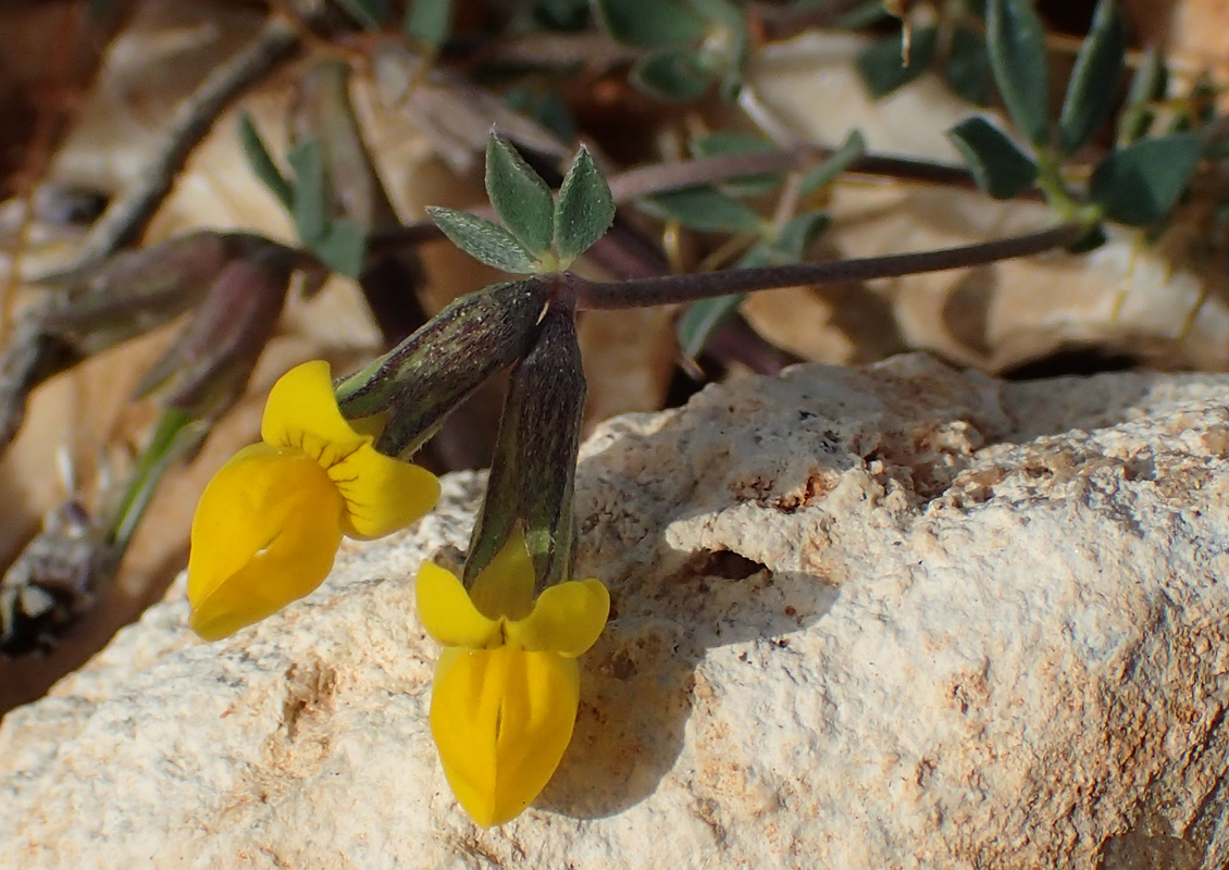 Image of Lotus halophilus specimen.