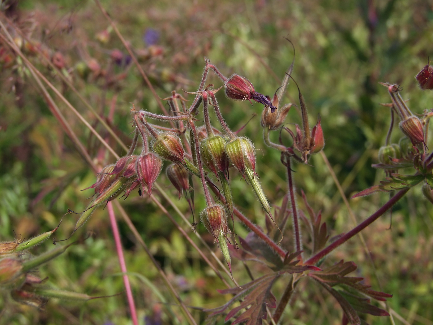 Image of Geranium pratense specimen.