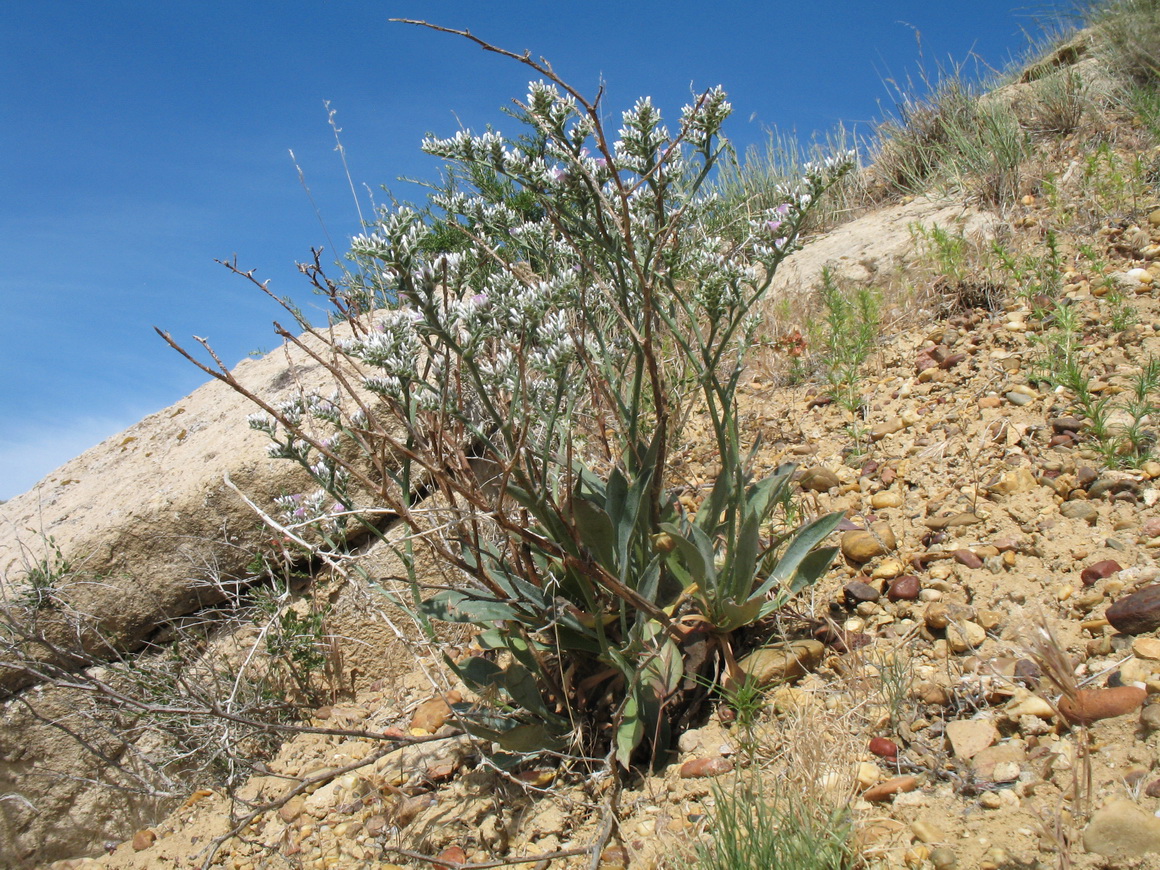 Image of Goniolimon callicomum specimen.