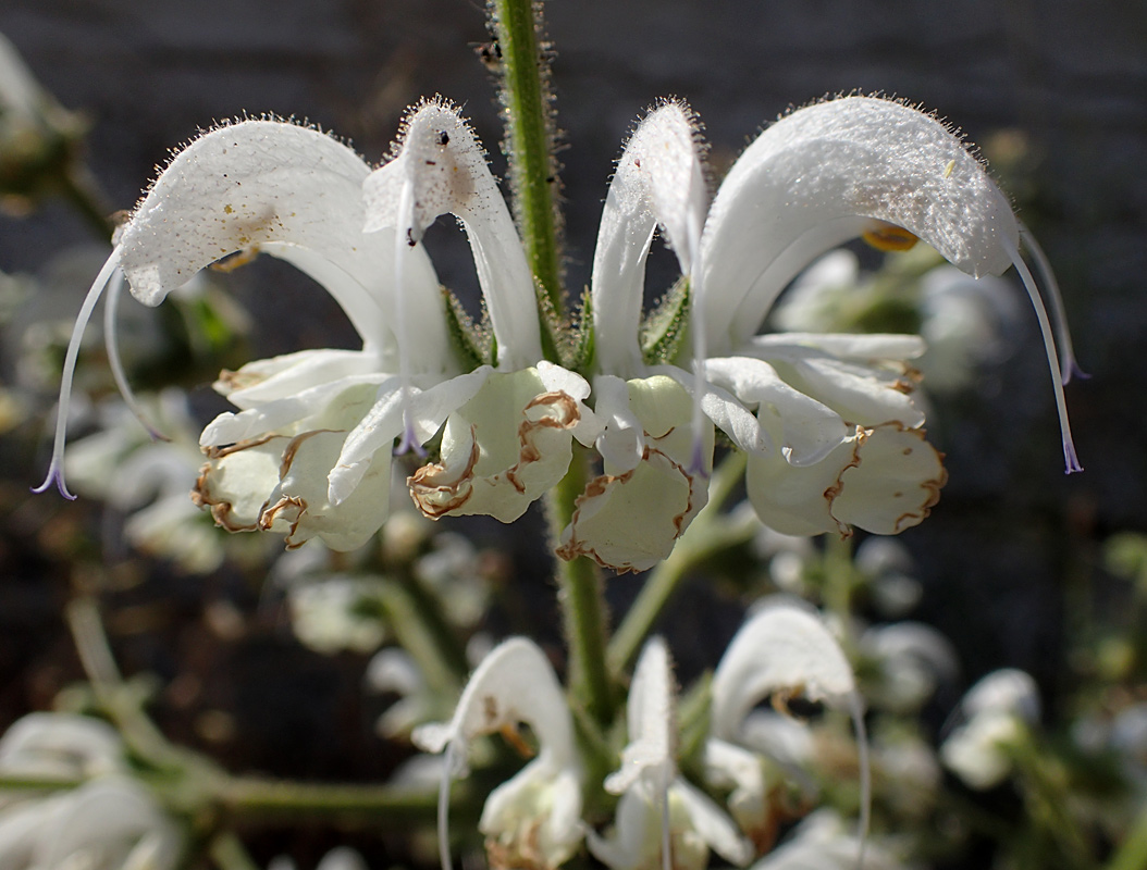 Изображение особи Salvia argentea.