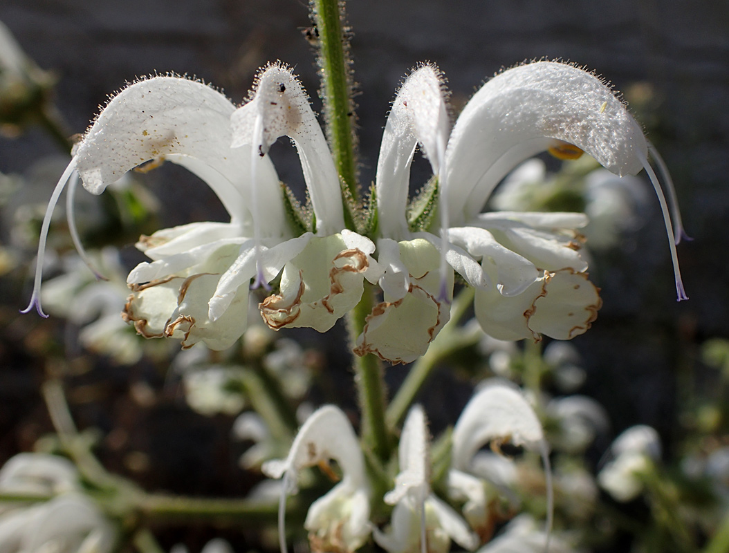 Image of Salvia argentea specimen.