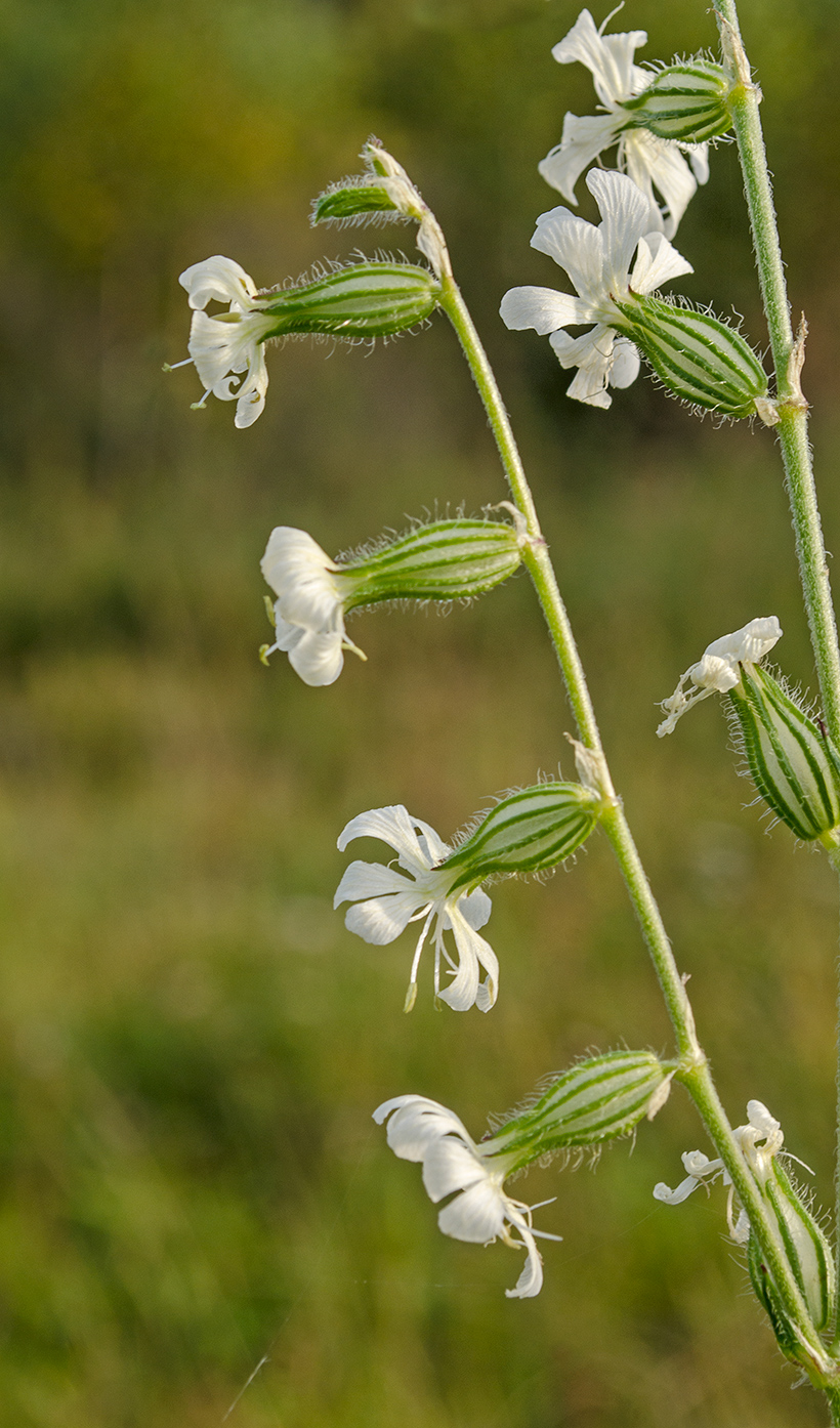 Изображение особи Silene dichotoma.