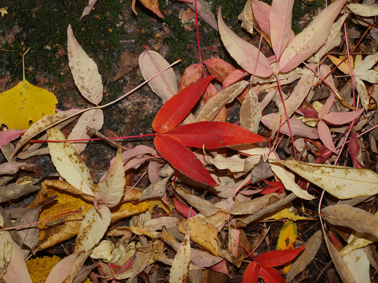 Image of Acer mandshuricum specimen.