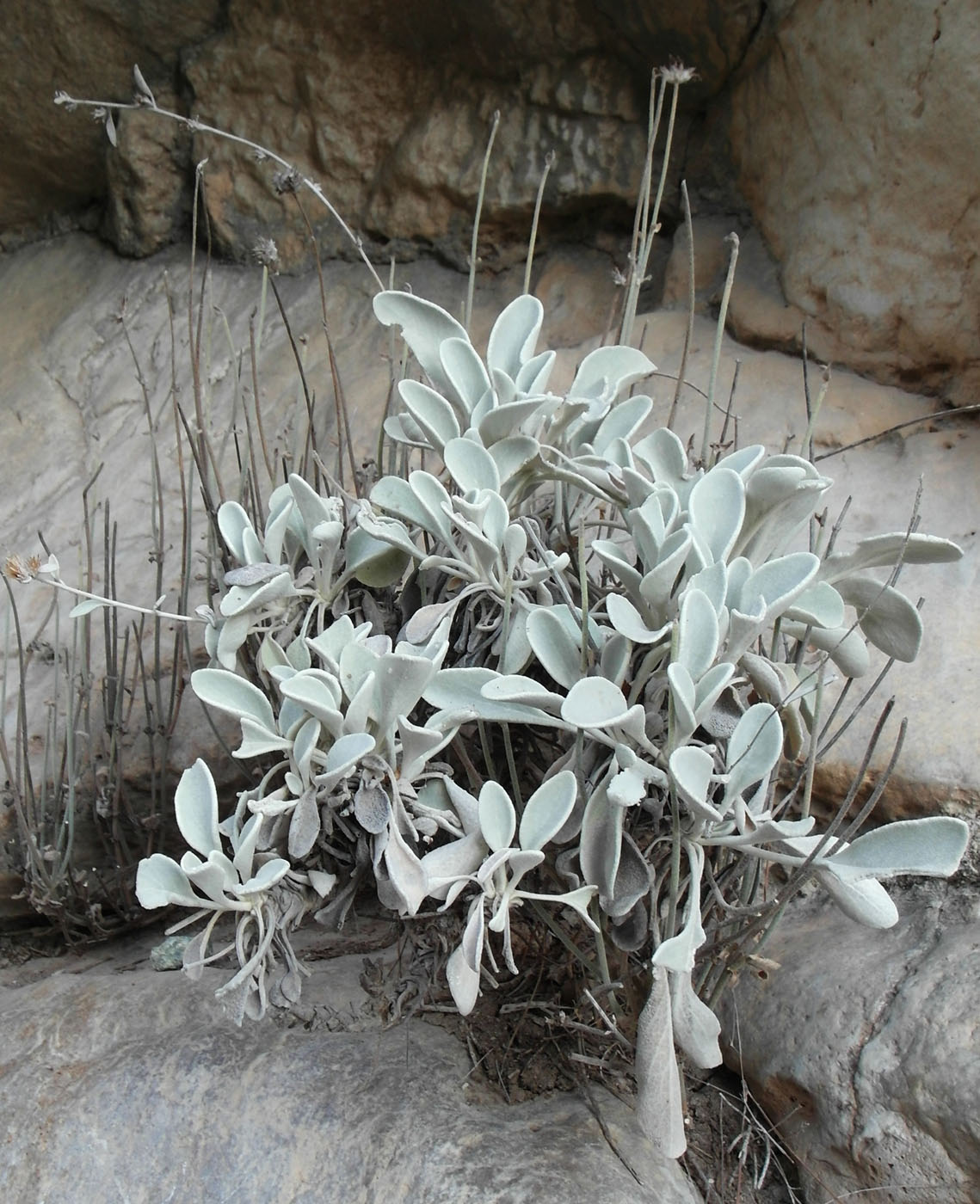 Image of Inula heterolepis specimen.