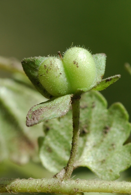 Image of Veronica polita specimen.