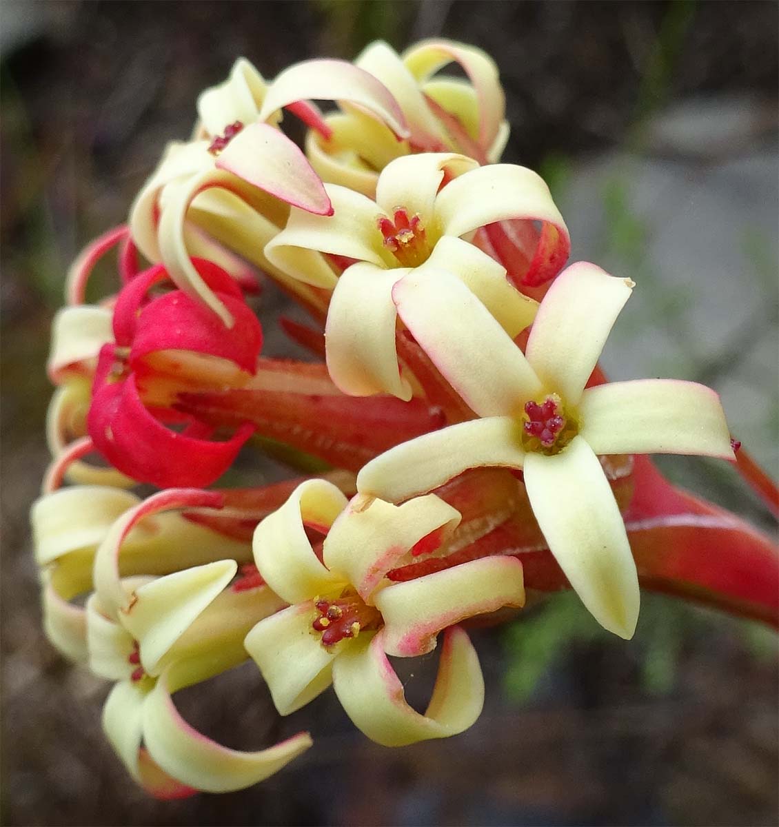 Изображение особи Crassula fascicularis.