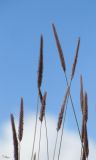 Hordeum turkestanicum. Верхушки побегов с соцветиями. Таджикистан, Горно-Бадахшанская автономная обл., Мургабский р-н, окр. сельской общины (кишлака) Каракуль; Восточный Памир, денудационный шлейф западного макросклона Сарыкольского хребта, восточный берег оз. Каракуль; в поясе гидроморфных гемигалофитнозлаково-галофитноразнотравно-однолетнесолянковых солончаков, выс. 3930 м н.у.м. 16 августа 2018 г.