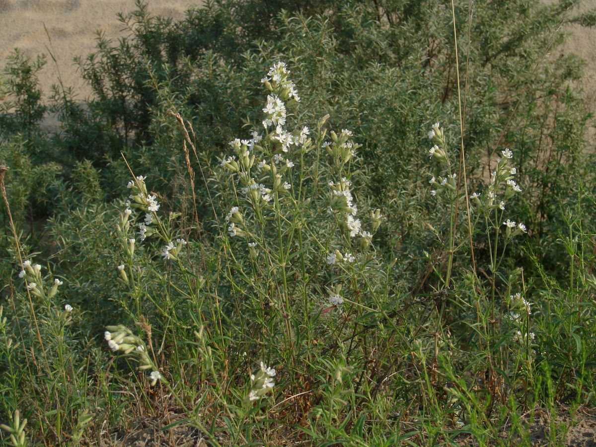 Image of Silene amoena specimen.