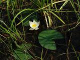 Nymphaea candida