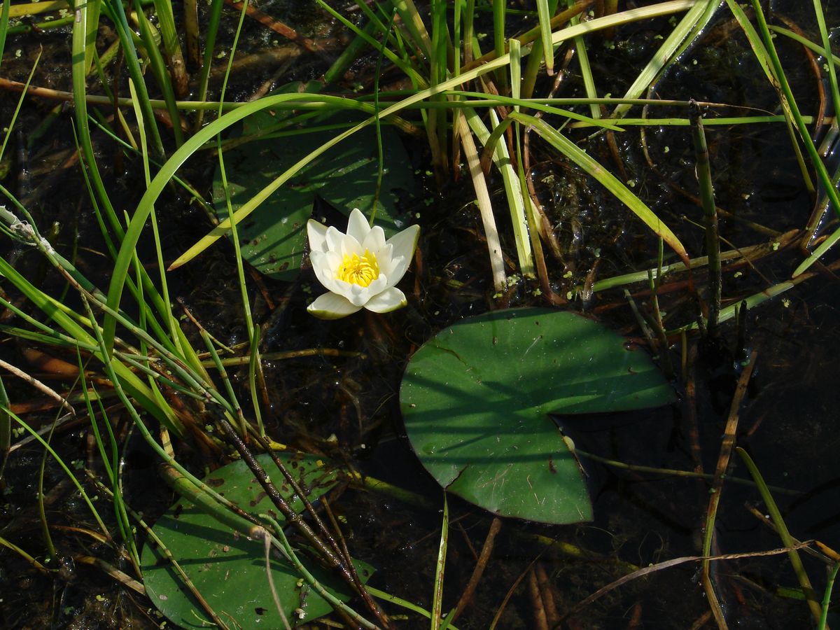 Image of Nymphaea candida specimen.