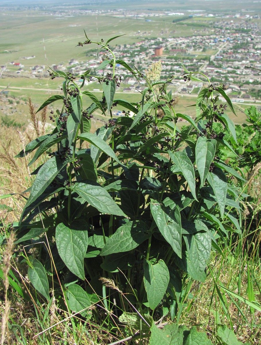 Image of Vincetoxicum scandens specimen.