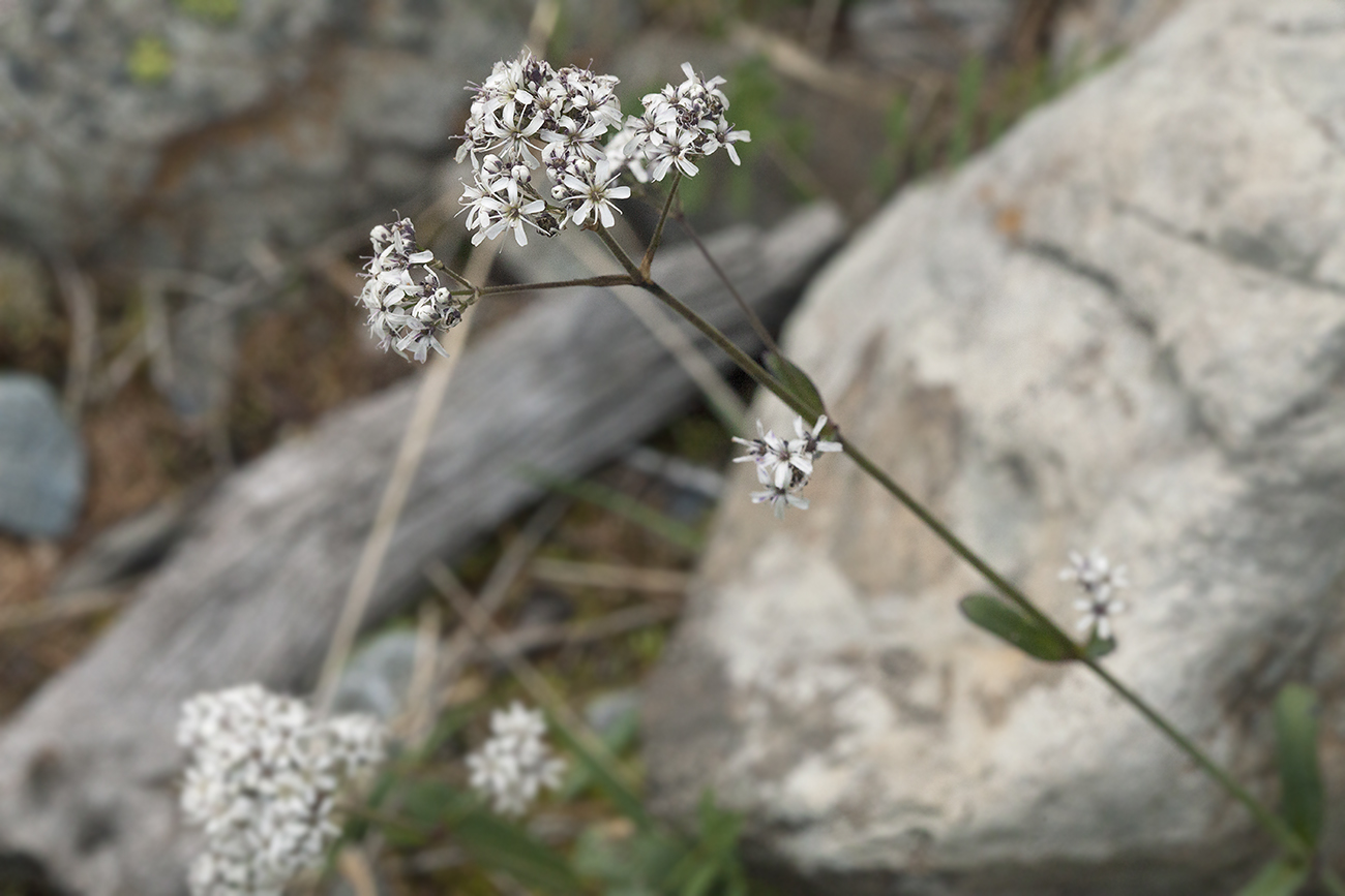 Изображение особи Gypsophila cephalotes.