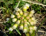 Petasites spurius