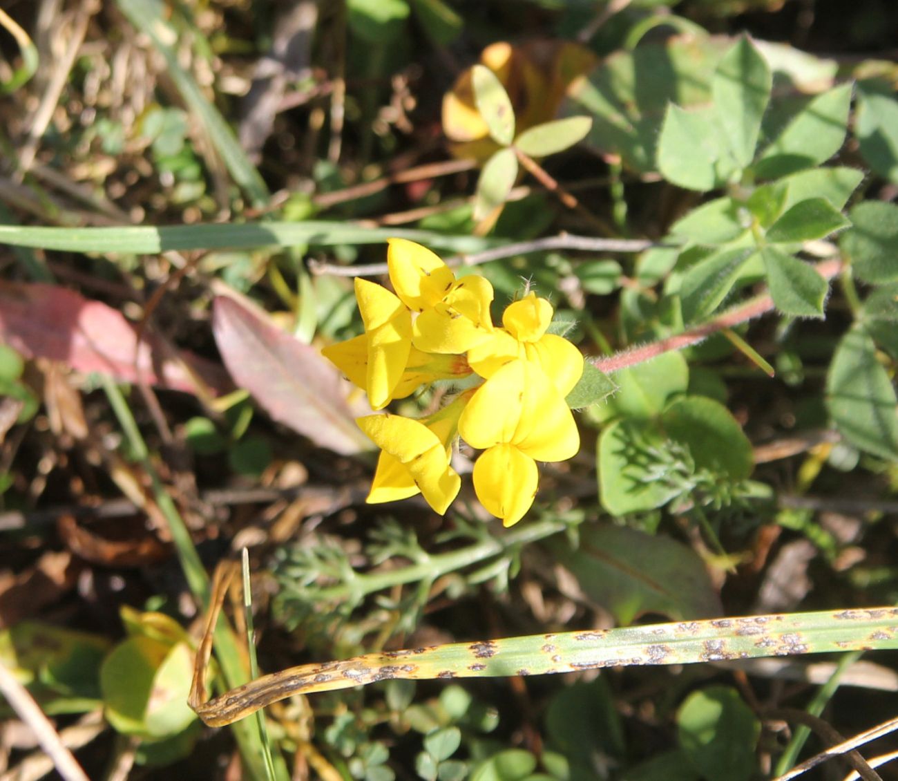 Image of Lotus caucasicus specimen.
