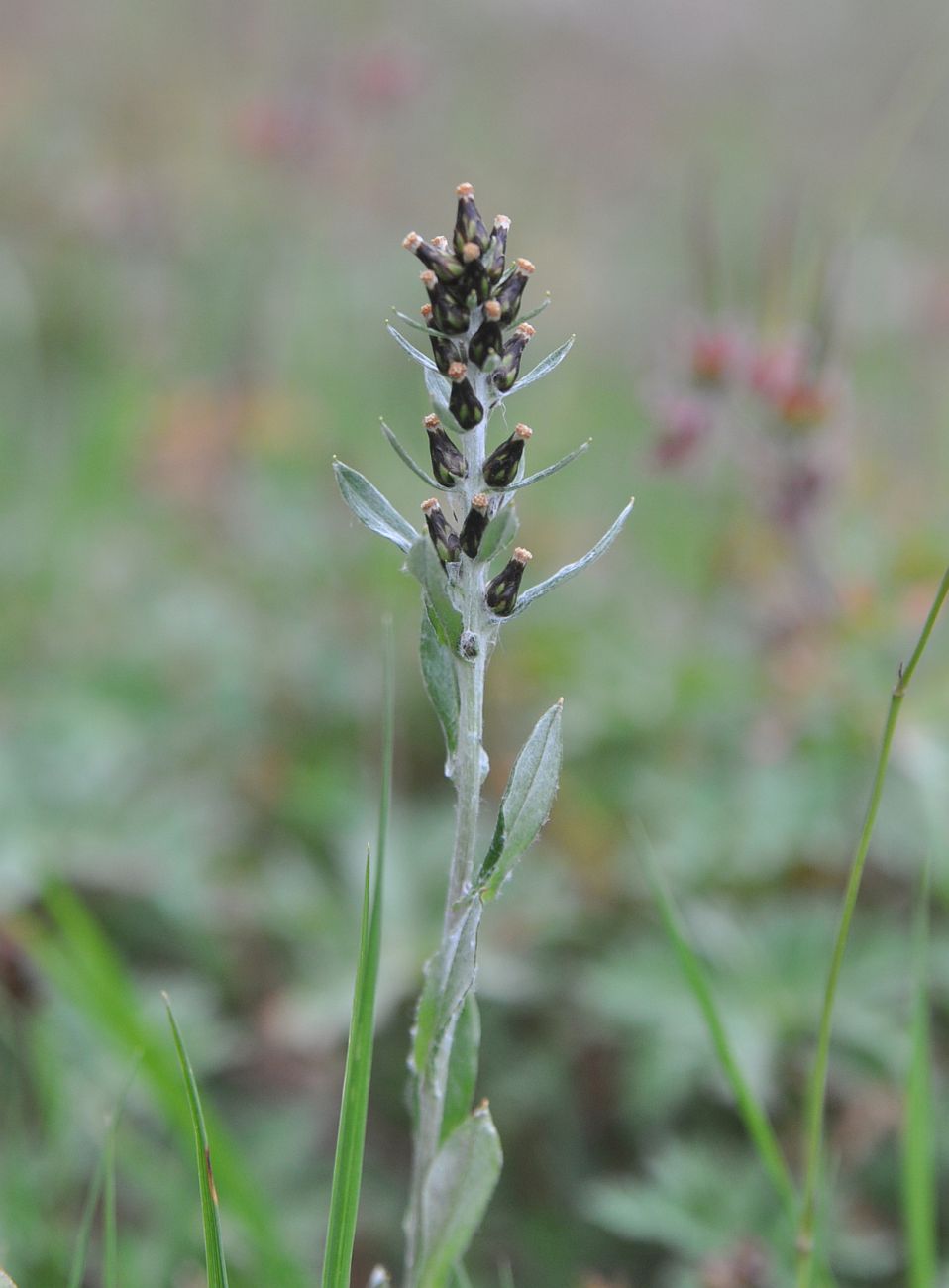 Image of Omalotheca caucasica specimen.