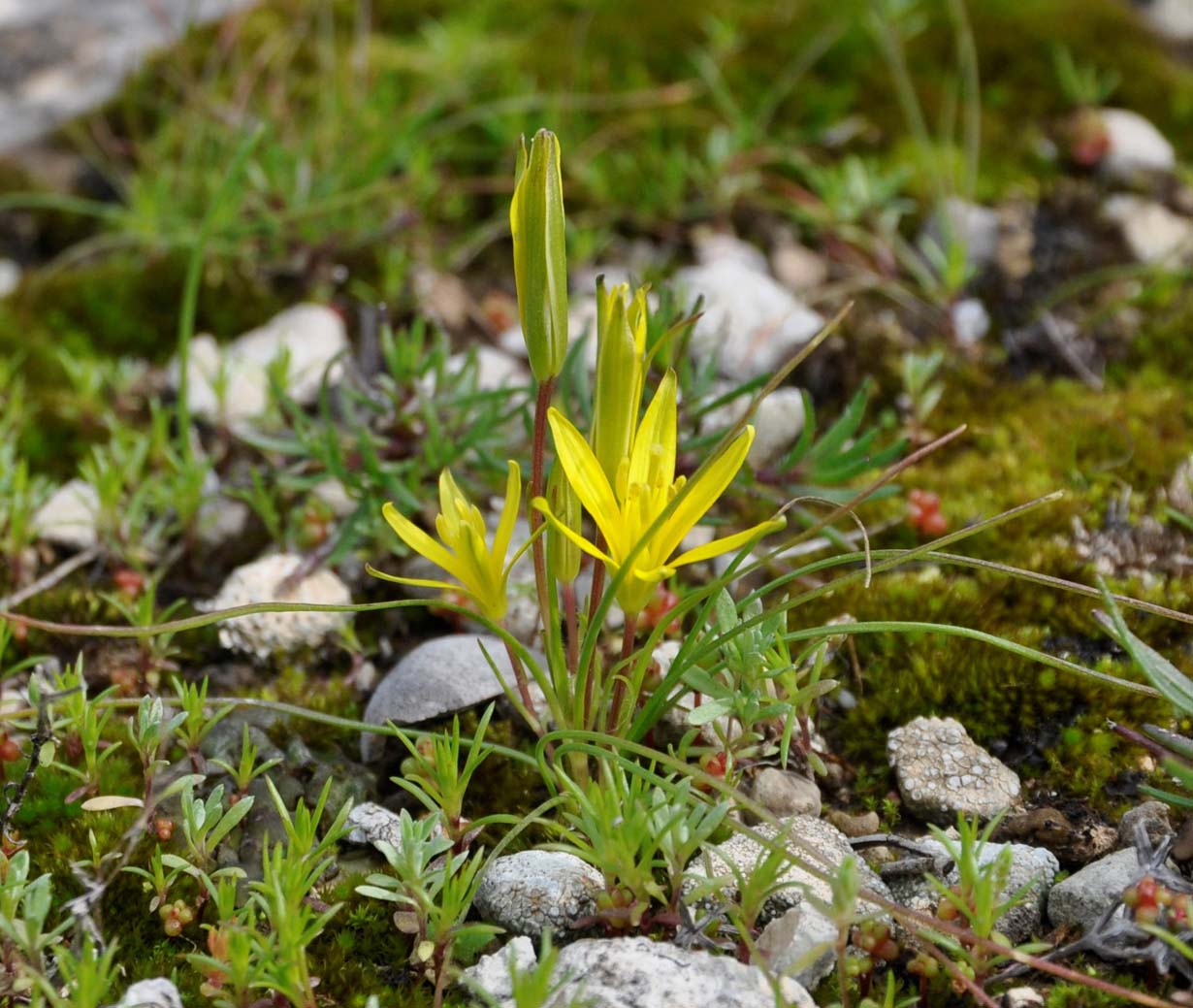 Image of Gagea chlorantha specimen.