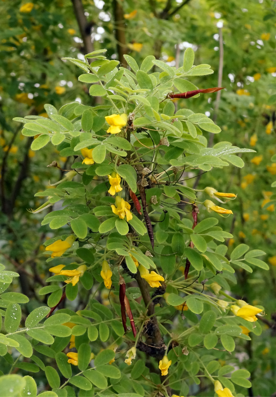 Image of Caragana arborescens specimen.