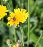 Sonchus arvensis. Cоцветие c собирающей пыльцу пчелой. Казахстан, Восточно-Казахстанская обл., Уланский р-н, окр. с. Украинка, луг. 17.07.2012.