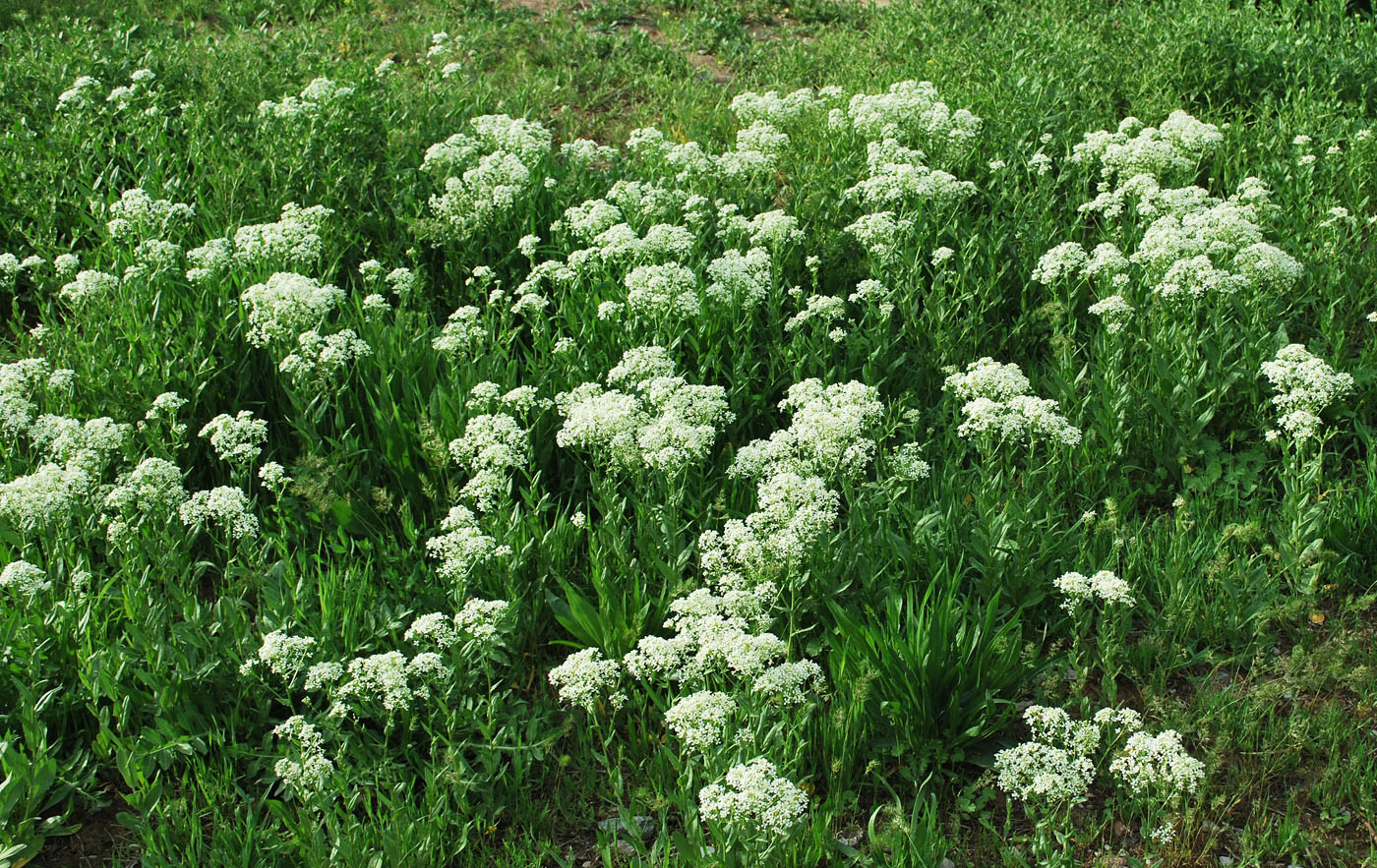 Image of Cardaria repens specimen.