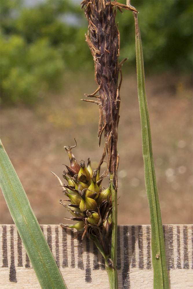 Изображение особи Carex distans.