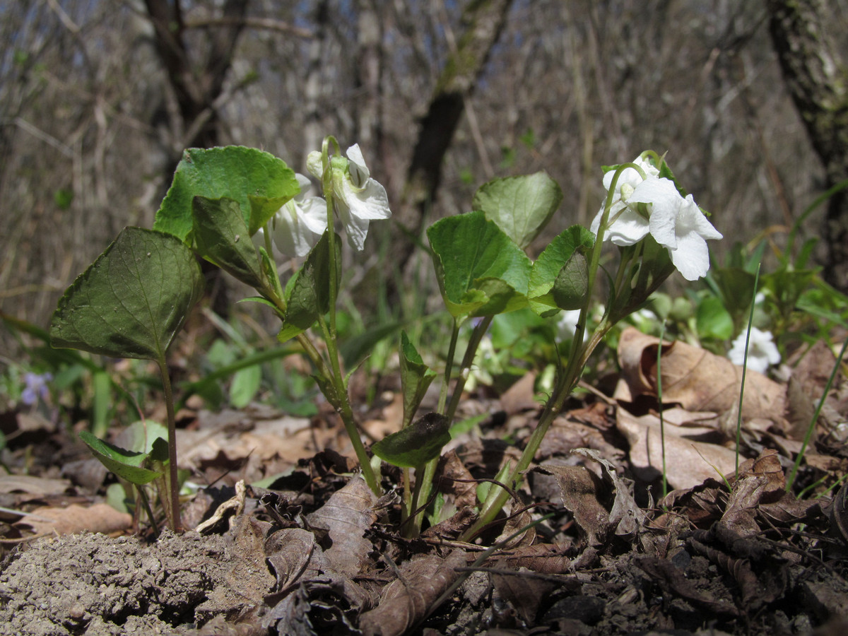 Image of Viola tanaitica specimen.