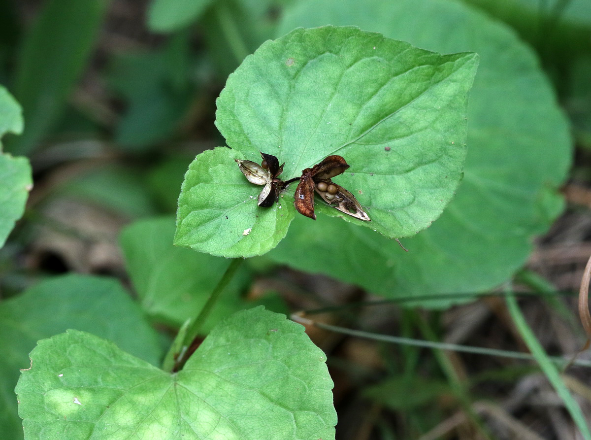 Изображение особи Viola mirabilis.