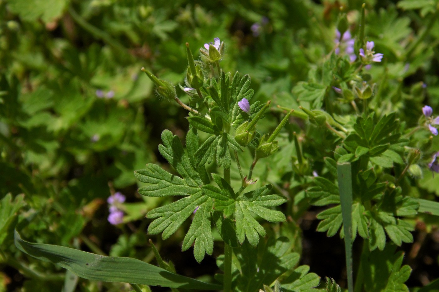 Изображение особи Geranium pusillum.